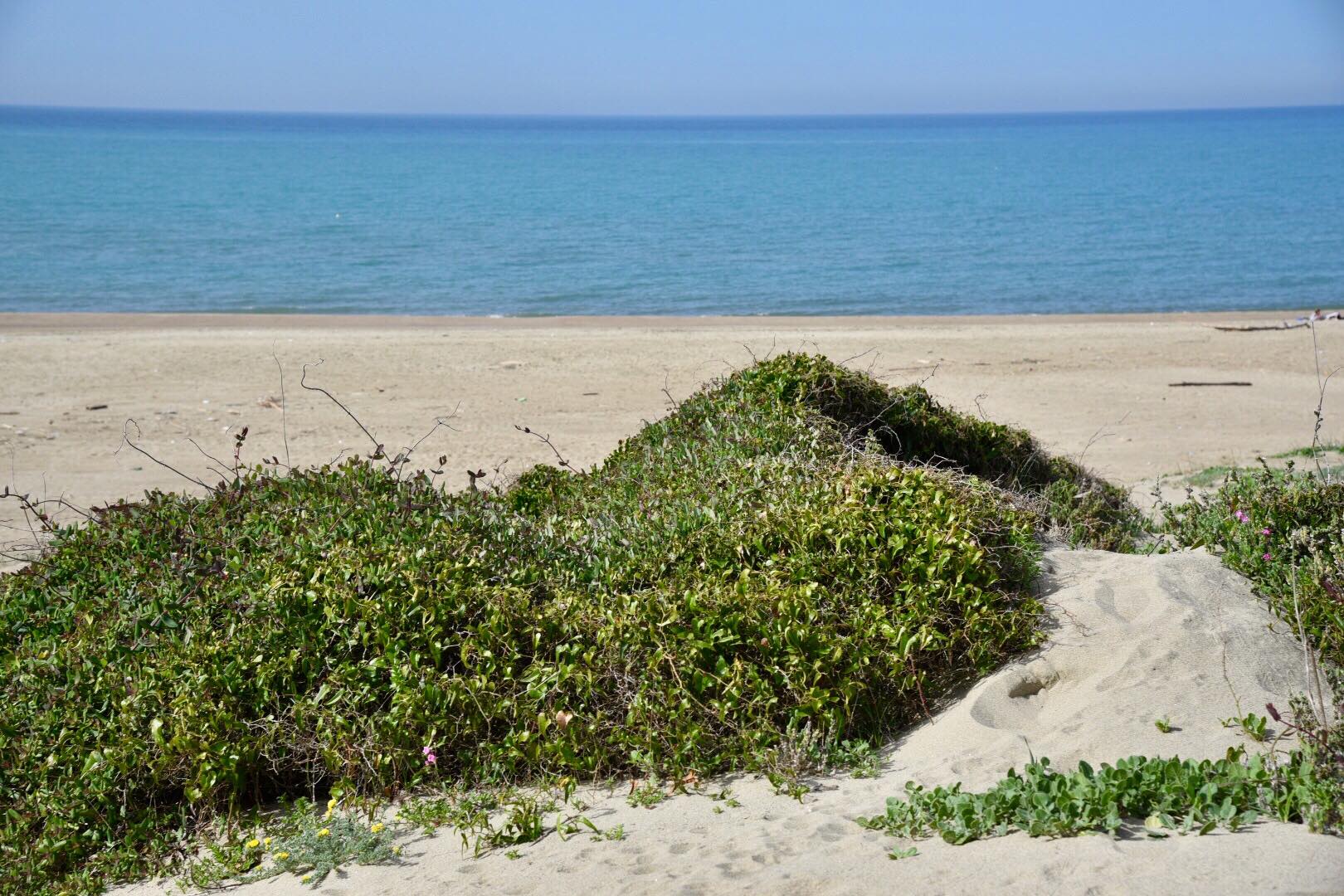 La storia delle dune di Capocotta